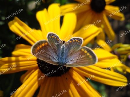 Schmetterling