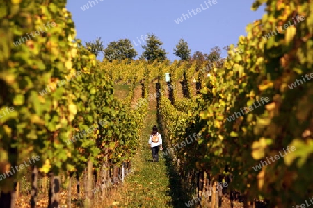 The wine Hills of  the village of Riquewihr in the province of Alsace in France in Europe