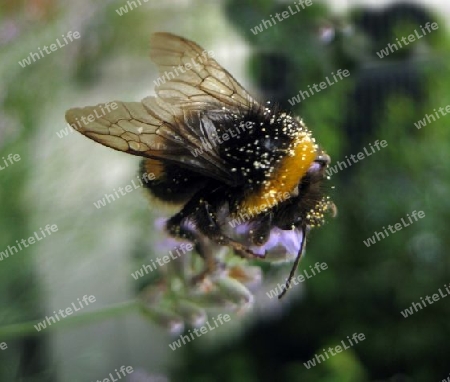 Hummel bei der Arbeit