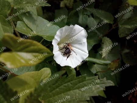 Hummel in Wiggenblüte I