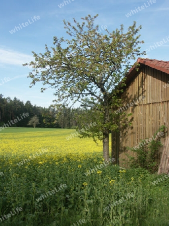 Idylle mit Rapsfeld