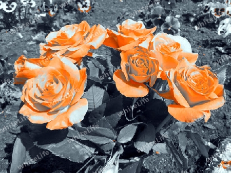 Die orangen Rosen