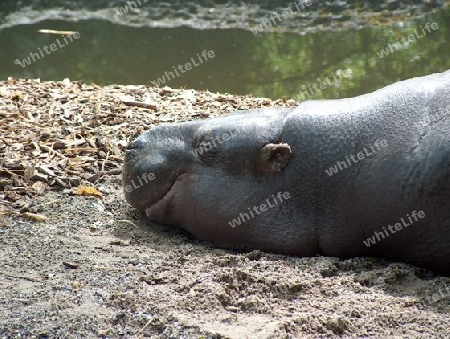 hippo