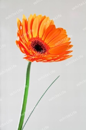 Gerbera_02