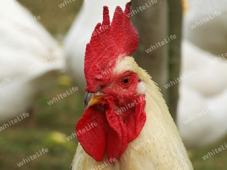 Portrait eines Hahn es im Freigehege