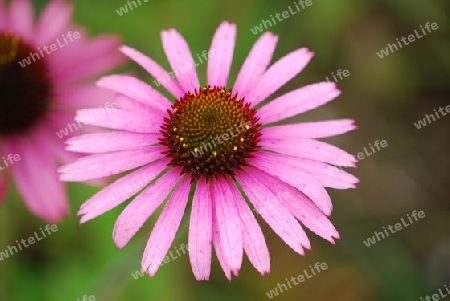 Echinacea