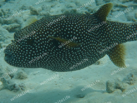 Schneeflocken-Kugelfisch