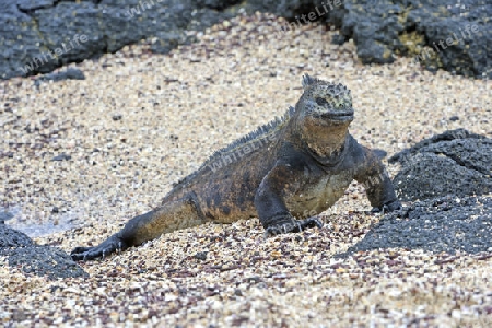 Meerechse (Amblyrhynchus cristatus), Unterart der Insel Isabela, Puerto Villamil,  Galapagos , Unesco Welterbe, Ecuador, Suedamerika