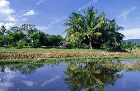 The ricefield at Pantai Cenang of Langkawi Island in the northwest of Malaysia