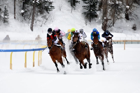 White Turf 2009 St.Moritz