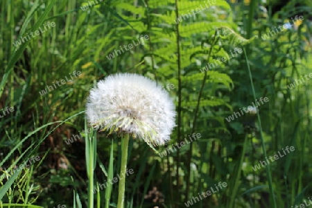 Pusteblume vor Farnwedel