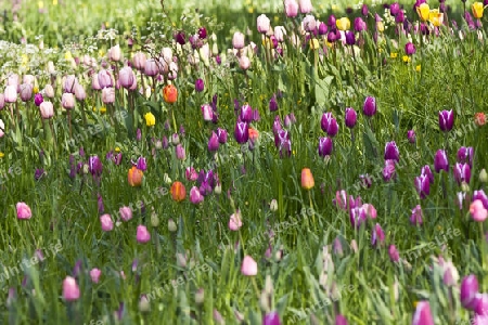 Tulpenwiese