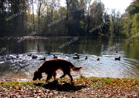 Setter und Enten