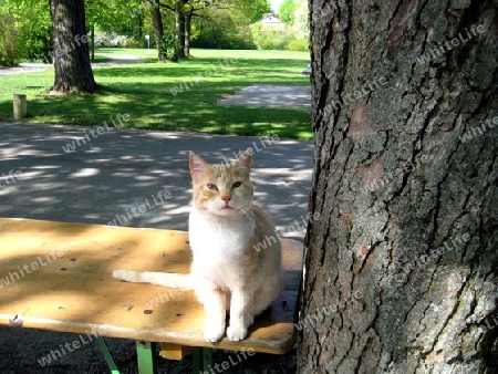 Biergartenkatze