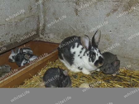 Kaninchen im Stall