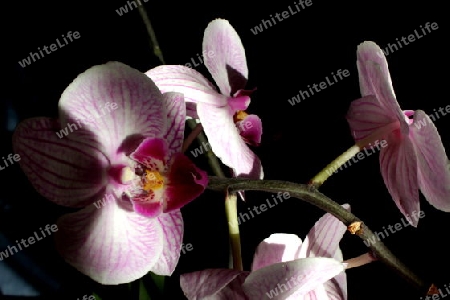 Phalaenopsis