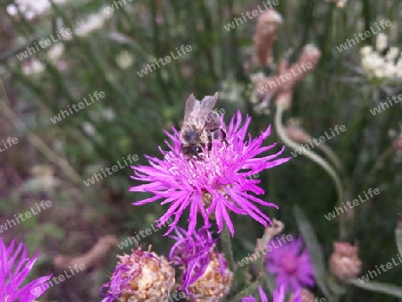 Biene auf Blume in Wiese