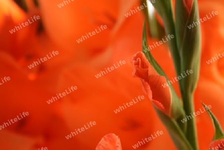 Blume, Gladiole, detail of a red gladiolus flower