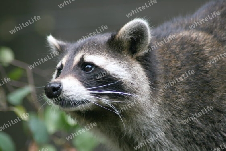 Close-up of a raccoon from the front  Nahaufnahme eines Waschb?ren von vorne 