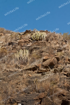 Kanaren Wolfsmilch - endemische Pflanze auf Gran Canaria