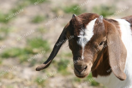 Ziegenbock