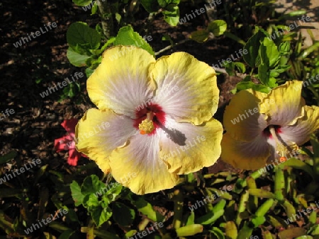 Hibiskus auf Hawaii