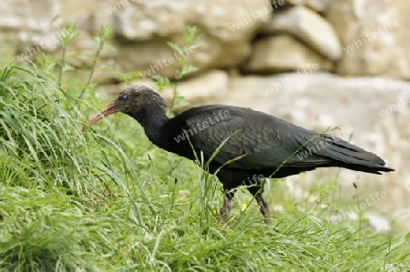 Braune Sichler, Plegadis falcinellus, Braunsichler, Sichler 