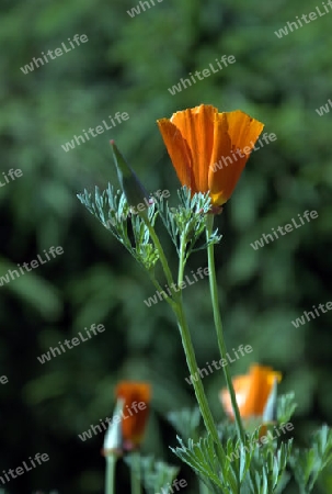 Islandmohn 3