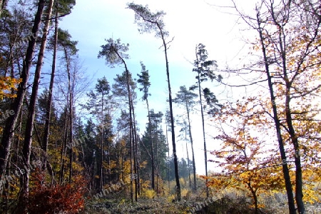 Waldlichtung im Herbst