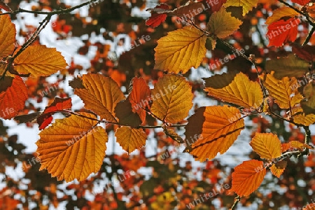 Corylus maxima 'Purpurea', Rote Lambertusnuss