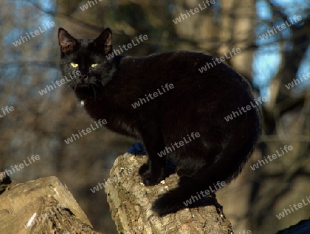 schwarzer Kater auf Beobachtungposten