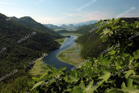 Die Landschaft mit dem Ufer des Skadar See oder Skadarsko Jezero bei Rijeka Crnojevica in Montenegro in Europa.      