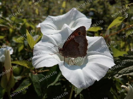 Wiesenvögelchen auf Wiggenblüte I