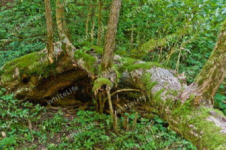 Natur in Westkarpaten - Slowakei 