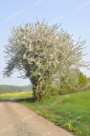 Kirschbaum