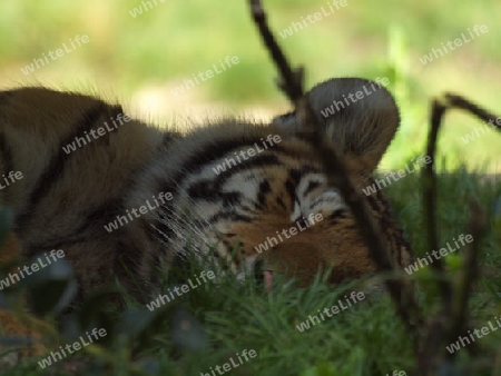 schlafender Tiger