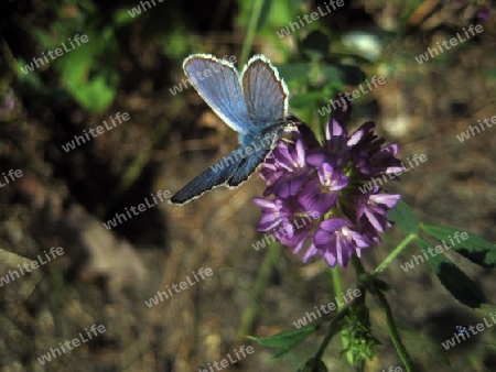 Schmetterling