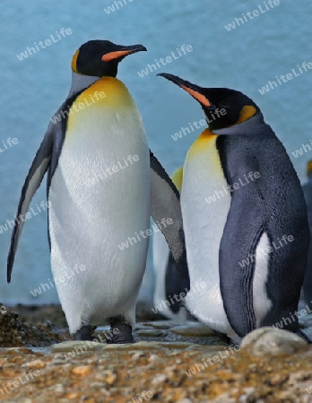 Pinguine