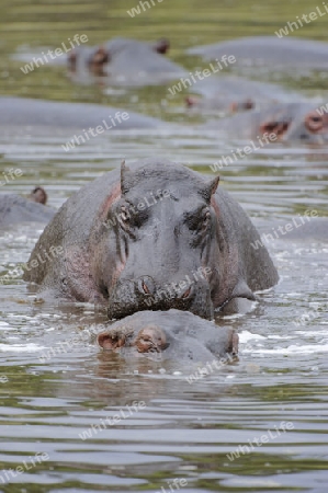 Flusspferd, Nilpferd (Hippopotamus amphibius) im Wasser bei der Paarung, Masai Mara Nationalpark, Kenia, Afrika