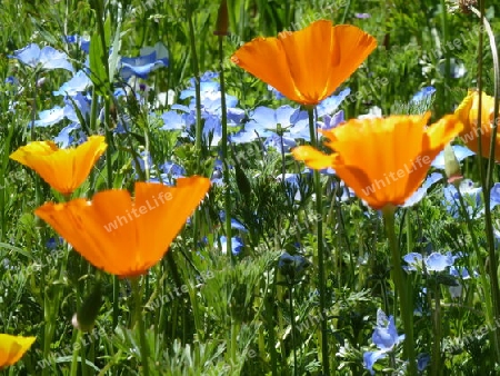 Mohn und Lein