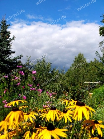 Blumen im Garten