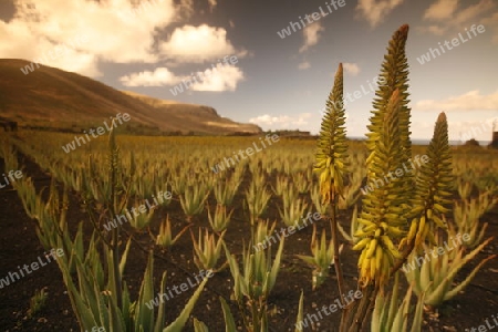 a Aloe Vera cactus Plantation the Island of Lanzarote on the Canary Islands of Spain in the Atlantic Ocean. on the Island of Lanzarote on the Canary Islands of Spain in the Atlantic Ocean.
