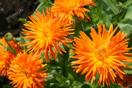 Ringelblumen