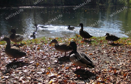 Englischer Garten M?nchen