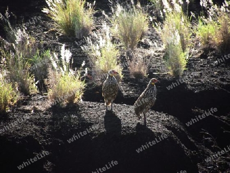 Gelbkehlflugh?hner, H?hner, Huhn, Vogel, auf, dem, Vulkan, in, Tsavo, West, Kenya, Kenia, Afrika