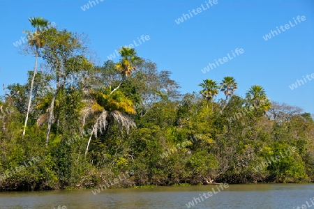 Pantanal