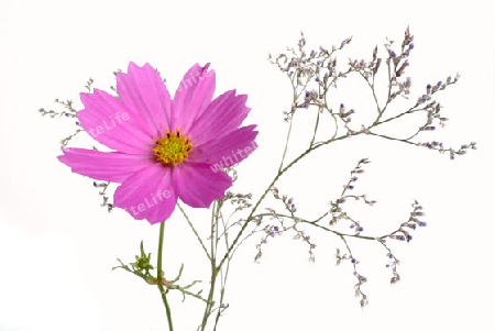 Cosmea und Schleierkraut