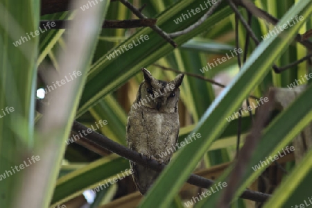 Eule im Wald von Sri Lanka