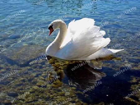 Schwan auf einem See in D?sseldorf