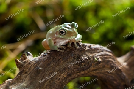 Frosch auf der Lauer